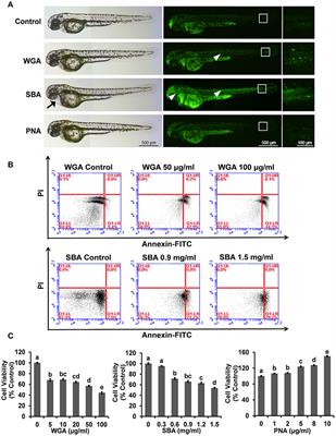 Differential Apoptotic and Mitogenic Effects of Lectins in Zebrafish